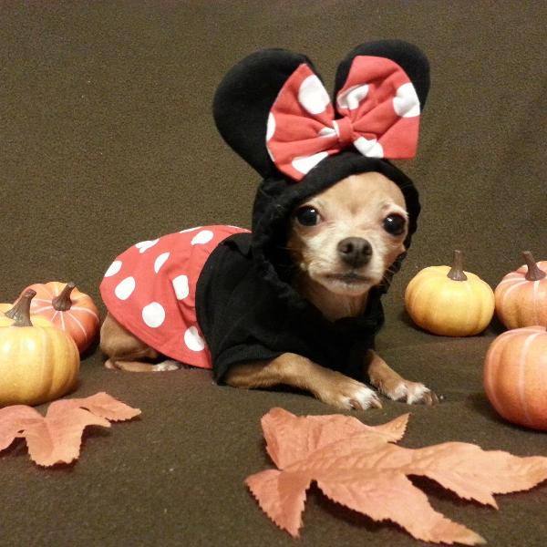 girl-mouse-dog-costume-12301